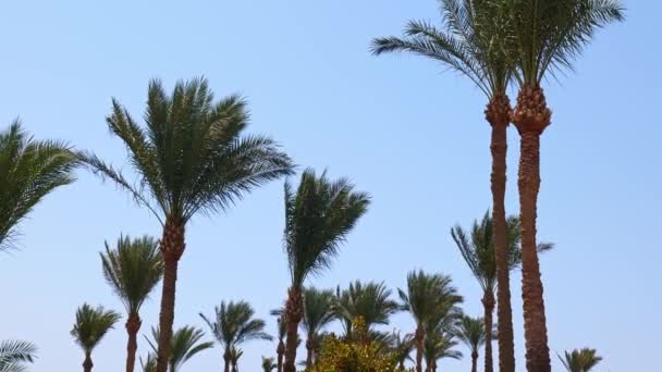 Vista delle palme contro il cielo blu — Video Stock