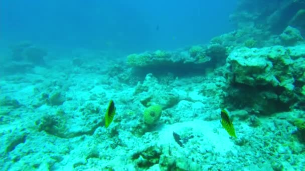 Peixe borboleta exótico no mar vermelho. peixes tropicais. recifes — Vídeo de Stock