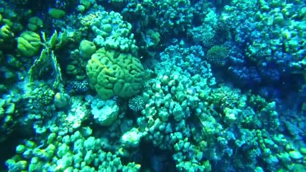 Кораловий риф. Червоне море. Вид на риф згори. — стокове відео