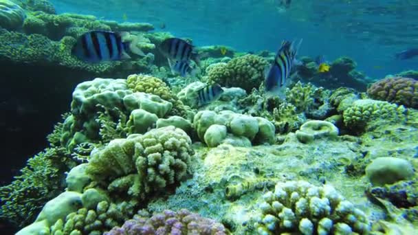 Abudefduf vaigiensis. Streifenfische im seichten Wasser des Roten Meeres an den Korallen — Stockvideo