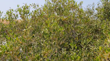 Mısır 'da Mangraves. Ras Mohammed Ulusal Parkı.