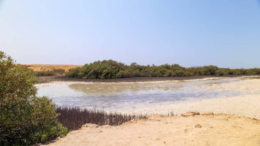 Mısır 'da Mangraves. Ras Mohammed Ulusal Parkı.