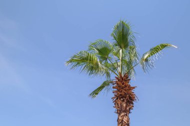 Mavi gökyüzüne karşı palmiyeler.