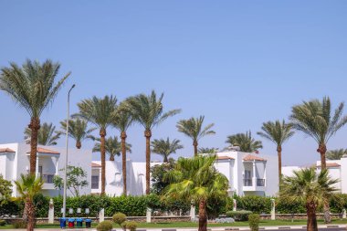 Gökyüzü ve beyaz binaların arka planında palmiye ağaçları var..