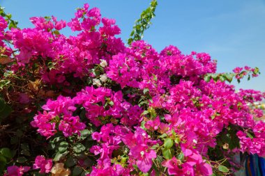 Mavi gökyüzüne karşı pembe Bougainvillea çiçekleri.
