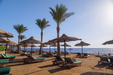 Kumsaldaki güneş pansiyonları. Kumsaldaki güneş pansiyonları ve palmiyeler.