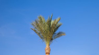 Mavi gökyüzüne karşı palmiye ağacı.