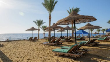 Kumsaldaki güneş pansiyonları. Kumsaldaki güneş pansiyonları ve palmiyeler.