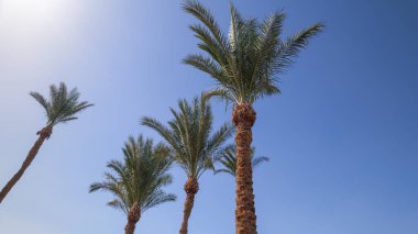 Mavi gökyüzüne karşı palmiyeler