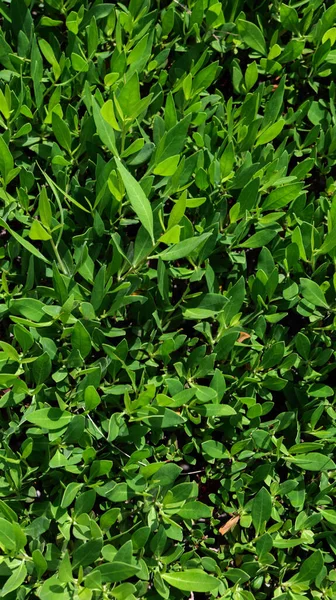 緑の葉の背景 ランドスケープデザイン — ストック写真