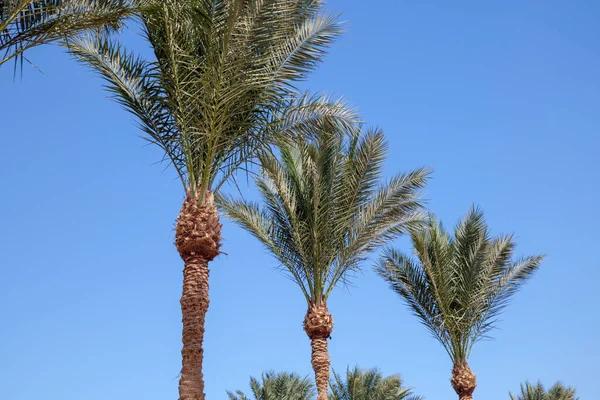 Palmbomen Boom Tegen Blauwe Lucht — Stockfoto