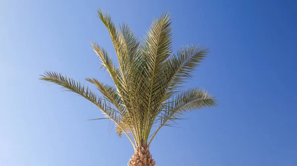 Palmboom tegen de blauwe lucht — Stockfoto