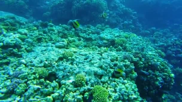 紅海のエキゾチックな蝶の魚 熱帯魚 サンゴ礁 — ストック動画