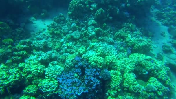 Корали Червоного Моря Підводний Світ Єгипту Чистій Воді — стокове відео