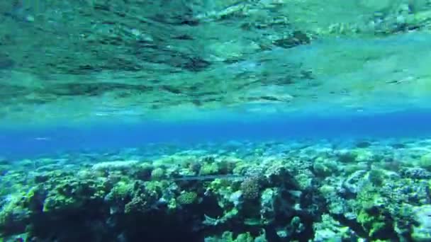 Mercan Kayalıkları Kızıl Deniz Yukarıdan Resifin Görüntüsü — Stok video