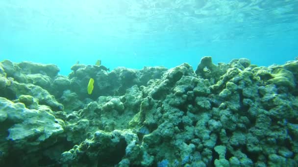 Garfish Poisson Aiguille Dans Mer Rouge Par Corail — Video