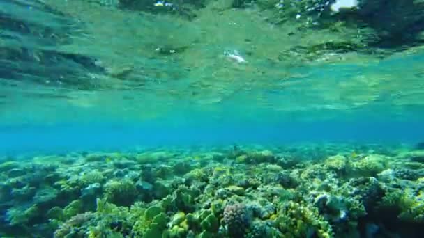 Corales Del Mar Rojo Mundo Submarino Egipto Agua Clara — Vídeo de stock