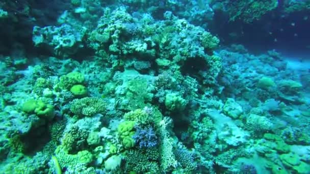 紅海のサンゴです 澄んだ水の中でエジプトの水中世界は — ストック動画
