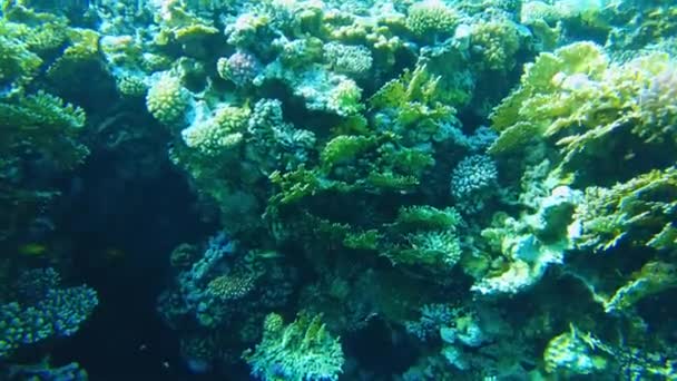 Koralen Van Rode Zee Onderwaterwereld Van Egypte Helder Water — Stockvideo