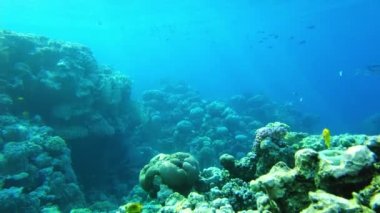 Kızıl Deniz 'in mercanları. Temiz suda Mısır 'ın sualtı dünyası