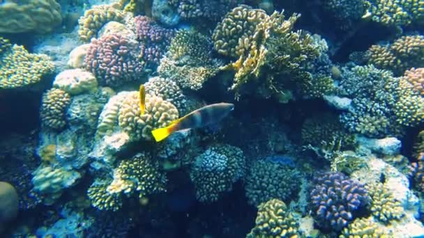 Смугастий Горіх Екзотичні Риби Плавають Біля Коралу Червоному Морі — стокове відео