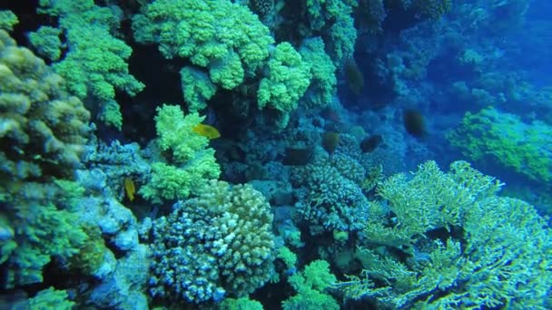 Кораллы Красного Моря Подводный Мир Египта Чистой Воде — стоковое видео