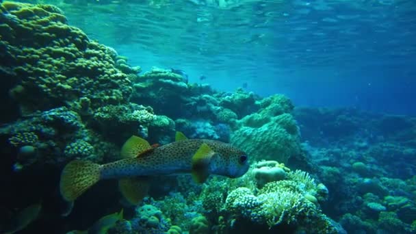 Kızıl Deniz Bir Resifte Kirpi Balığı Mısır Balıklar Kapanıyor — Stok video