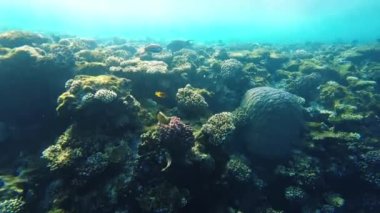 Kızıl Deniz 'in mercanları. Temiz suda Mısır 'ın sualtı dünyası