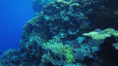 Kızıl Deniz 'in mercanları. Temiz suda Mısır 'ın sualtı dünyası