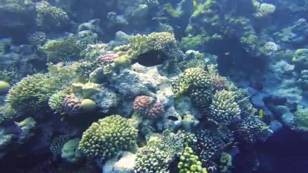Korallen Des Roten Meeres Unterwasserwelt Ägyptens Klarem Wasser — Stockvideo