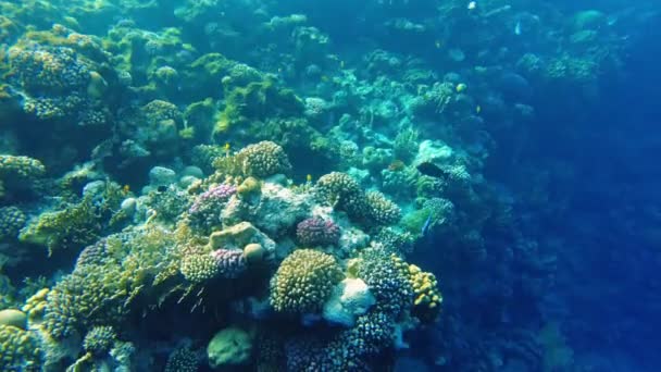 Κοράλλια Της Κόκκινης Θάλασσας Υποβρύχιος Κόσμος Της Αιγύπτου Καθαρά Νερά — Αρχείο Βίντεο