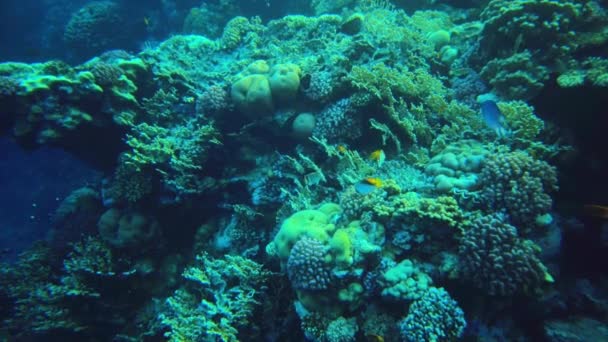 Corales Del Mar Rojo Mundo Submarino Egipto Agua Clara — Vídeo de stock