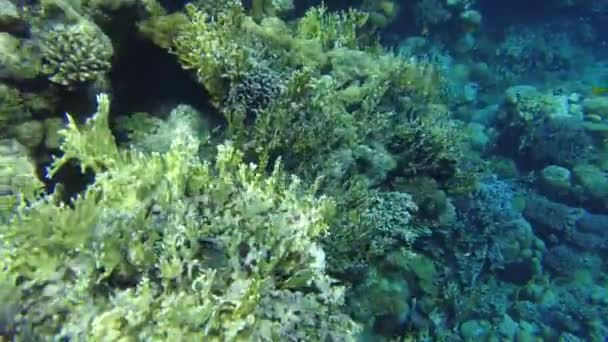 红海的珊瑚 清澈水中埃及的水下世界 — 图库视频影像