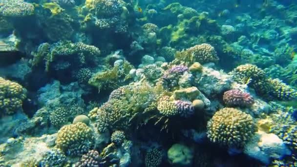 Korallen Des Roten Meeres Unterwasserwelt Ägyptens Klarem Wasser — Stockvideo