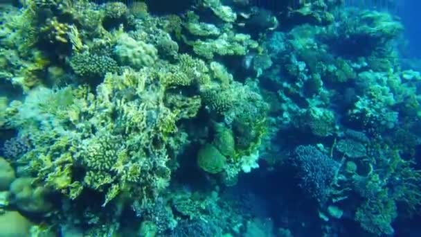 Koralen Van Rode Zee Onderwaterwereld Van Egypte Helder Water — Stockvideo