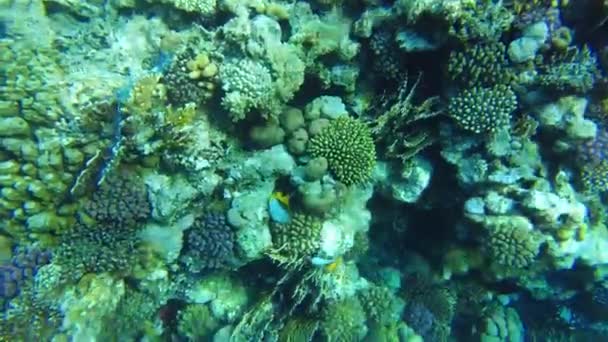 이국적 물고기 산호초 — 비디오