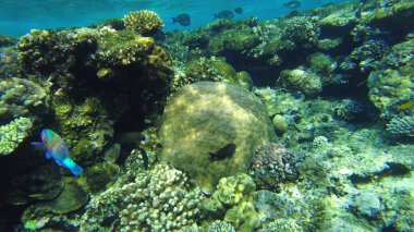 Papağan balığı sığ sularda bir kanalda besleniyor..