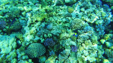 Kızıl Deniz 'in mercanları. Temiz suda Mısır 'ın sualtı dünyası.