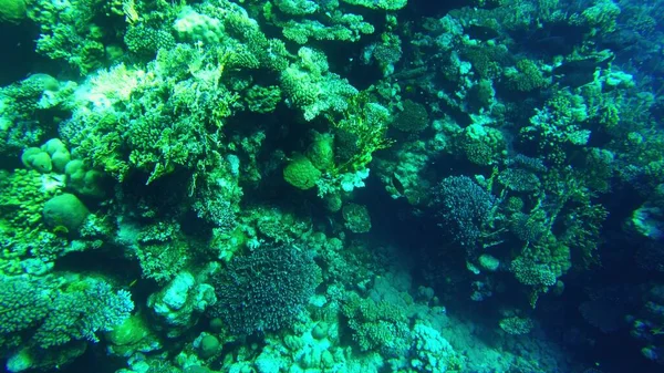 Koralowce Morza Czerwonego Podwodny Świat Egiptu Czystej Wodzie — Zdjęcie stockowe