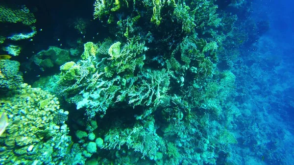 Coralli Del Mare Rosso Mondo Subacqueo Egitto Acque Limpide — Foto Stock