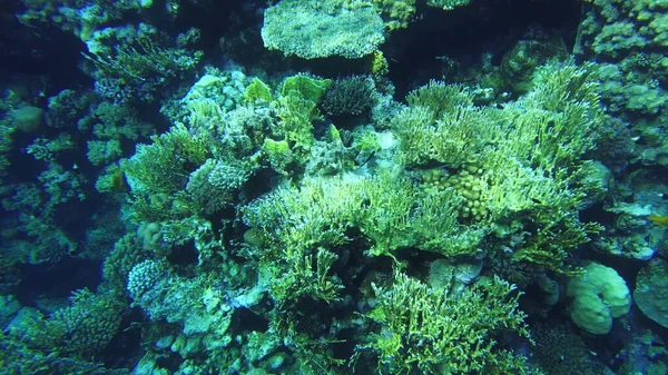Kızıl Deniz Mercanları Temiz Suda Mısır Sualtı Dünyası — Stok fotoğraf