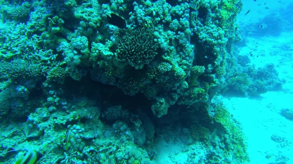 Кораллы Красного Моря Подводный Мир Египта Чистой Воде — стоковое фото