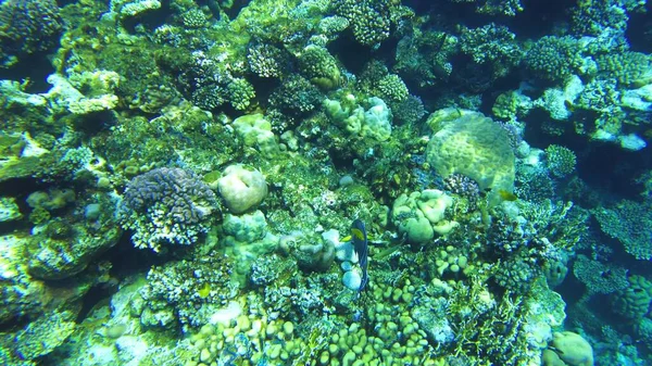 Corais Mar Vermelho Mundo Subaquático Egito Águas Claras — Fotografia de Stock