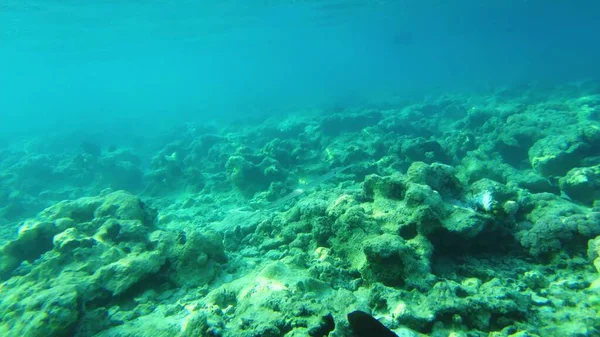 Kreps Nålfisk Det Røde Havet Ved Korallene – stockfoto