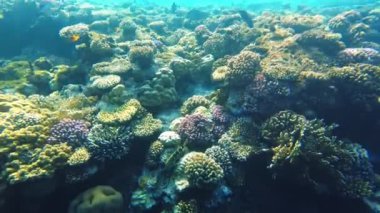 Su altı dünyası. Mercanların yakınındaki Kızıl Deniz 'de yaşam