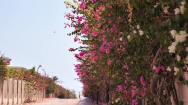 Bougainvillea pembe çiçekleri rüzgarda mavi gökyüzüne karşı