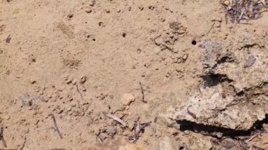 Ras Mohammed Doğa Koruma Alanındaki Mangrovlar. Ağaç köklerinde küçük yengeçler