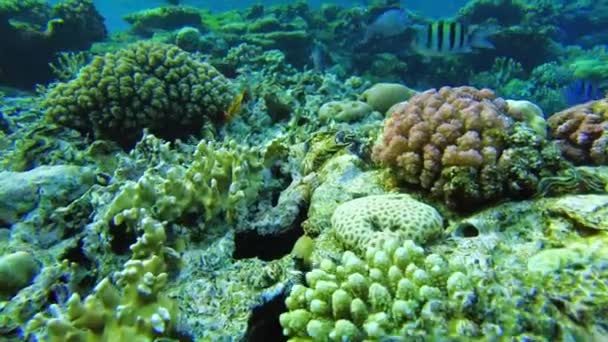 Coralli Del Mare Rosso Mondo Subacqueo Egitto Acque Limpide — Video Stock
