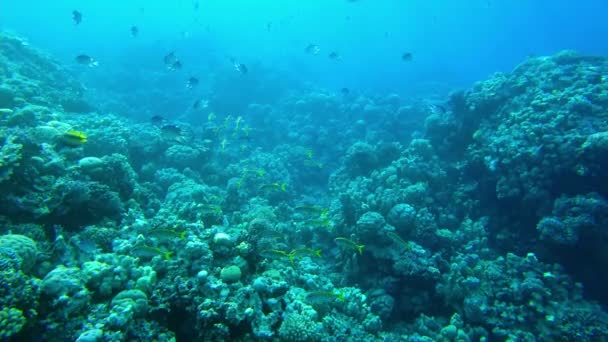 ルタニウス エレンベルギ サンゴの近くの紅海の魚の群れ — ストック動画