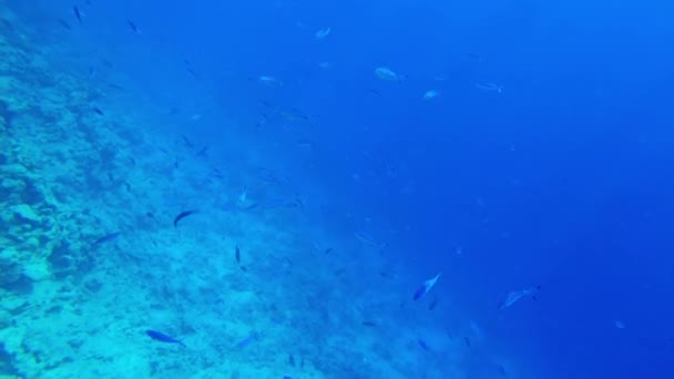 Mohairfisch Ein Fischschwarm Nahe Der Wasseroberfläche Roten Meer — Stockvideo